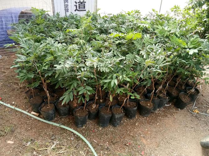 花木种苗种类多,欢迎种植的农民朋友们过来参观考察.