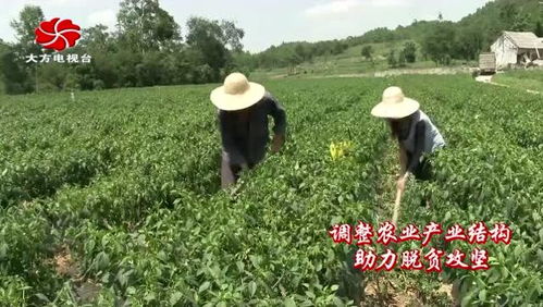 大方县黄泥塘镇万亩高效特色经济作物助农增收