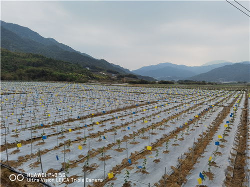 龙岩市经济作物技术推广站开展百香果生产技术指导服务