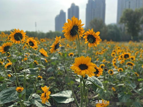 沈阳 长假不出市就有的好风景