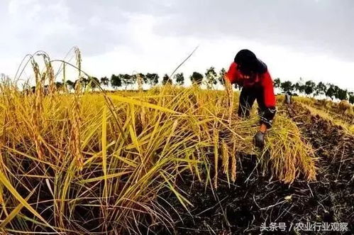 未来10大种植产品或将爆发,你准备好了吗