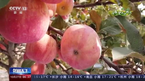 在希望的田野上丨多地特色经济作物迎来收获 助农持续增收