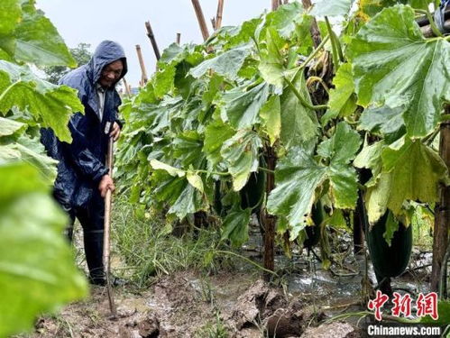 灾后处方 保生产 湖南南县农技专家田间 把脉