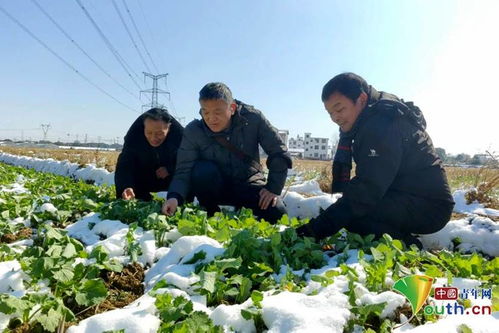 农技人员田间支招 南昌新建区保障农作物安全越冬