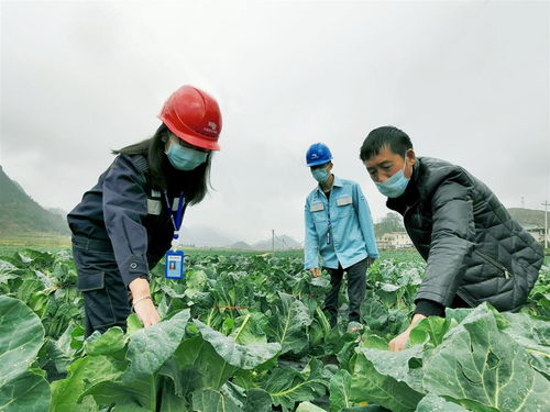 南方电网贵州公司主动服务 全力保障春耕生产和农产品企业供电