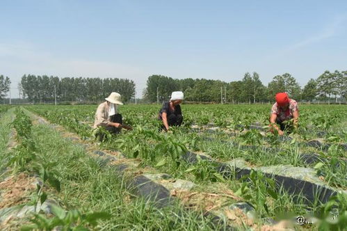 农民转型经济作物,不管投入大小,3个细节决定种植成败