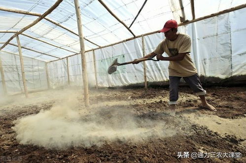 大棚经济作物高产施肥要点,学会这些田间管理技术,至少增产20