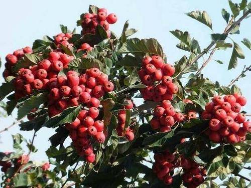 现在在农村,种植还有前途吗 这几种农作物和果树或许比较适合