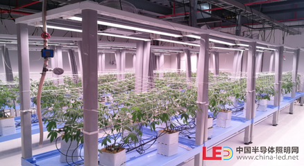 【极智课堂】中科三安李晶:LED植物工厂及育苗的产业化