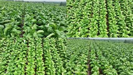 种植经济作物种植经济作物