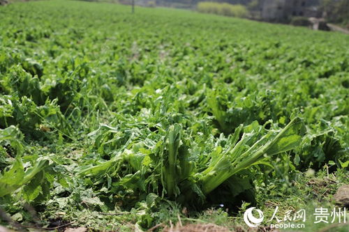修文县部分乡镇遭遇冰雹袭击 多处农作物受损