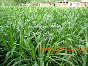 基地专业批发高效经济作物皇竹草,基地专业批发高效经济作物皇竹草生产厂家,基地专业批发高效经济作物皇竹草价格