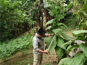 经济作物研究中心