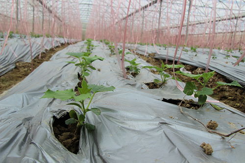 专家组一行赴海南,就经济作物应用松土促根土壤改良技术进行调查