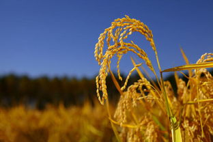 15年粳稻拍卖对市场影响如何