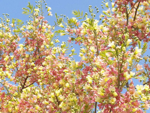 新闻中心 北票市绿源经济作物种植专业合作社