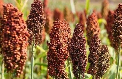 旱地适合种什么农作物