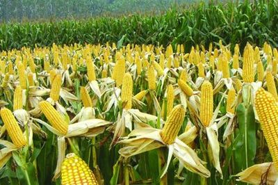 邢台市农作物种植