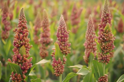 有机农业基地高粱农作物 摄影图