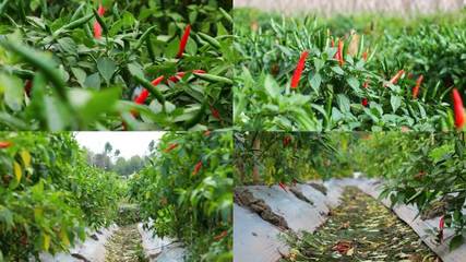 辣椒生长辣椒生长AE模板下载_光厂(VJ师网)