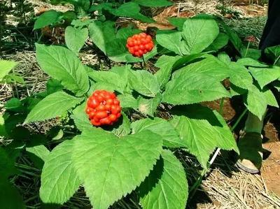 2017年种什么好赚钱?这16种经济作物值得考虑