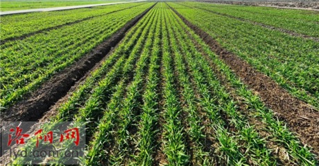 战寒潮!洛阳农业农村部门发布通知 做好农业生产防范应对