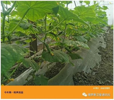 人物 | 农场主把中国温室大棚技术带到俄罗斯