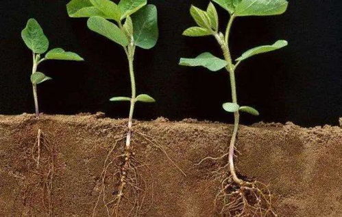 不同生长环境,对大豆根系形态和生理生态特性产生哪些影响