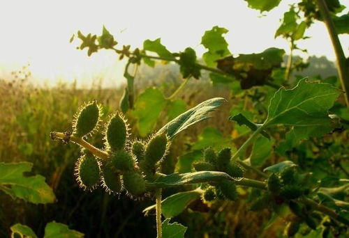 一种 粘人 草,曾是农村娃的玩具,如今成经济作物,被大量种植