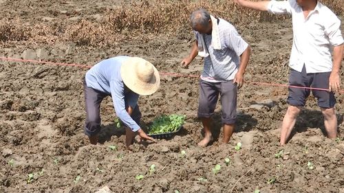 洪水抹不去蒙洼人民生活的希望