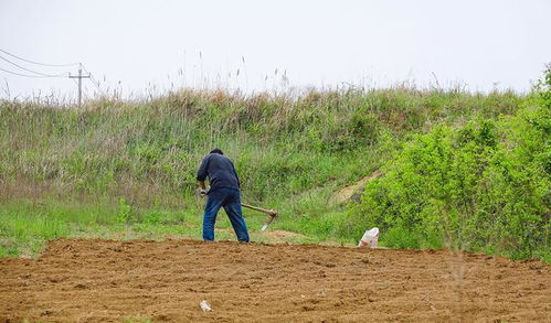 农民种啥能年入十几万,其实种什么并不重要,做到以下几点就可以