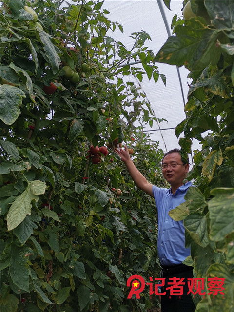 壶关县旱地西红柿品牌叫得响 产品卖得俏