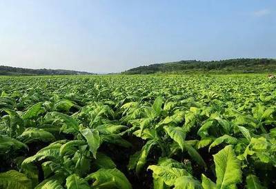 【农技】病虫害图谱!