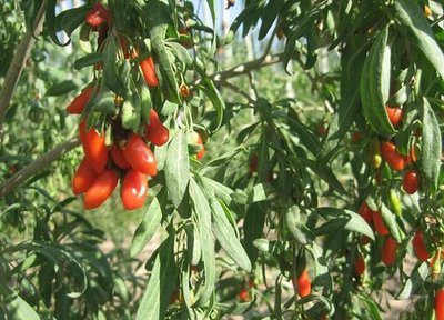 枸杞是经济作物吗