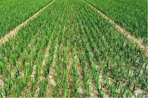 开拓乡村发展新局面,河南通许县高新区召开社区 三巩固 三提升 活动推进会