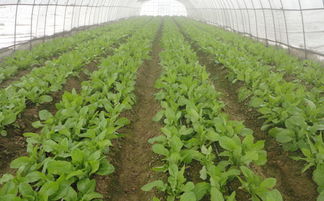 烯草酮能防除经济作物田中的水稻苗吗