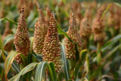 秋收农作物高粱品种 摄影图