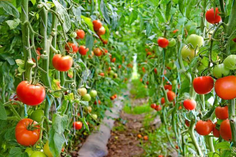 陕西西安高陵区:干部人才全覆盖 乡村振兴不留白