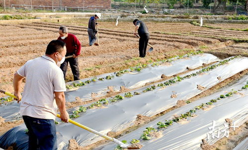 多图丨 龙抬头 后广东各地如何上演 春耕大片
