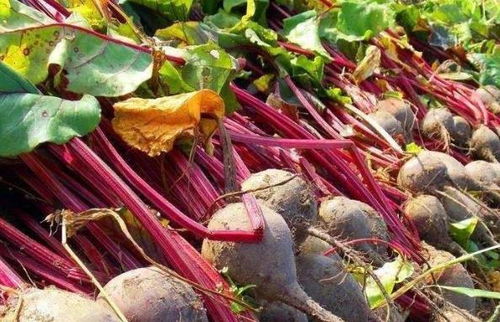 农民们种植的天然蔬菜,含糖量高,如今是经济作物,食用价值高