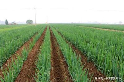 现在有什么经济作物能增收,大葱还能考虑吗?