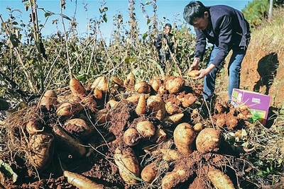 农民不种生姜大蒜改种“它”,亩产8千斤,价值不亚于人参