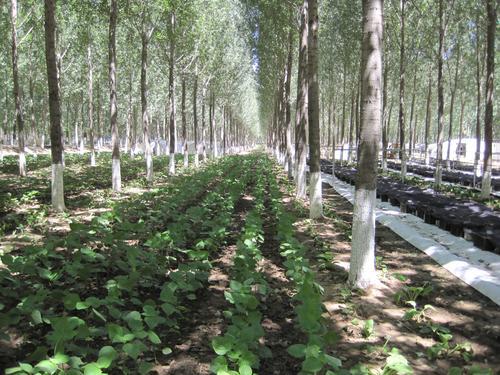 防沙治沙的 天津模式