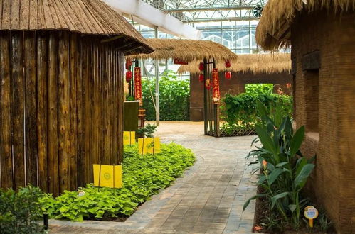 狂送10000张门票 过年请你来益阳看万株牡丹齐斗艳