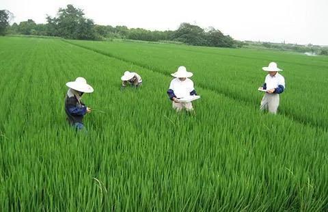 暴力铲除农民经济作物,造成严重的经济损失,他们出于何种目的