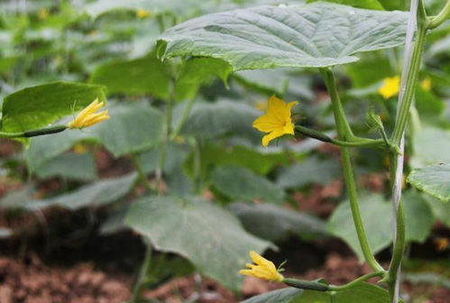 提高粮食和经济作物的单产有高招 干货