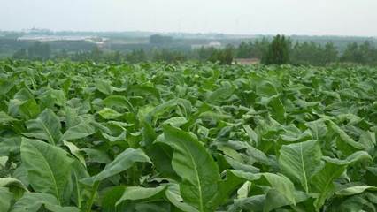 种植经济作物种植经济作物