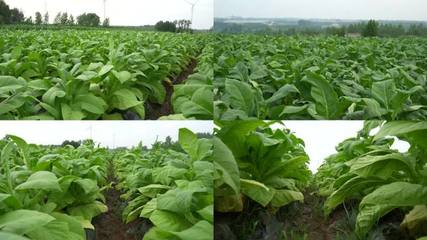 种植经济作物种植经济作物