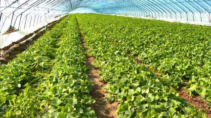 农安县:因时因势优化种植结构 特色经济作物遍地开花