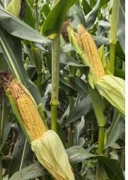 8月作物遥感长势监测和产量趋势展望